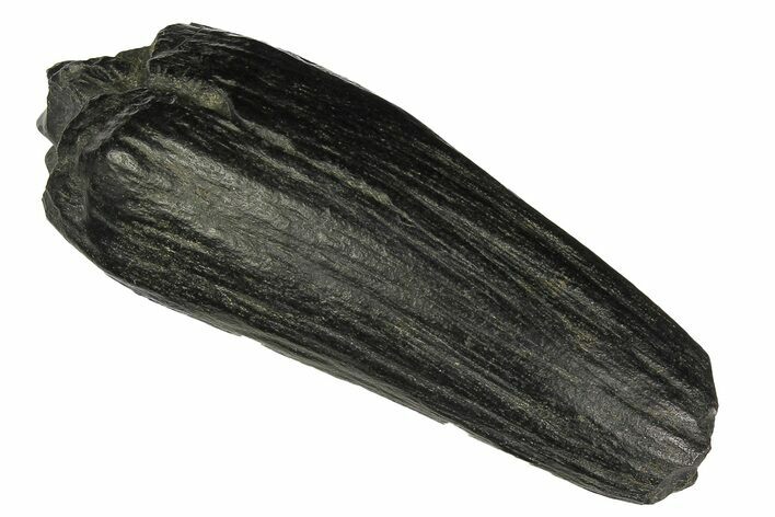 Fossil Sperm Whale (Scaldicetus) Tooth - South Carolina #176187